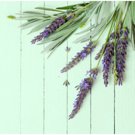 Conférence Aromathérapie : Les infections - 1 pièce | Inula